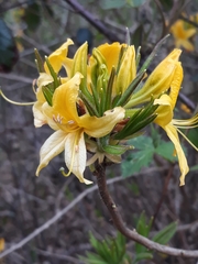 Rhododendron luteum