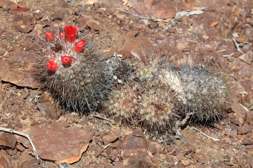 Mammillaria pondii
