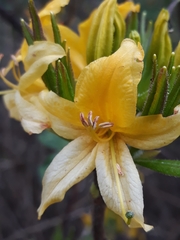 Rhododendron luteum