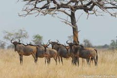 Connochaetes taurinus