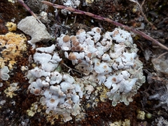 Squamarina lentigera