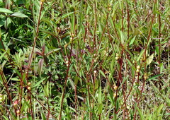 Microstachys chamaelea