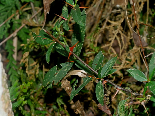 Image of Zanthoxylum acanthopodium by (c) Jacy Chen, some rights reserved (CC BY)