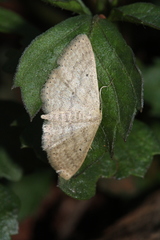 Scopula minorata