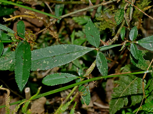 Image of Zanthoxylum acanthopodium by (c) Jacy Chen, some rights reserved (CC BY)