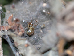 Araneae