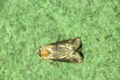 Abrostola tripartita