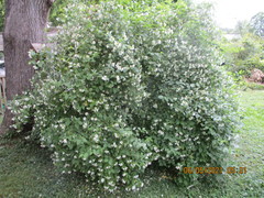 Philadelphus inodorus