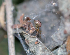 Araneae