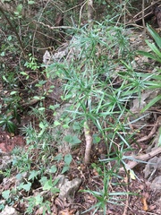 Dracaena reflexa occidentalis