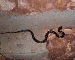 Lycodon travancoricus