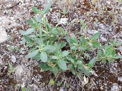 Helianthemum squamatum