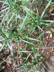 Dracaena reflexa occidentalis