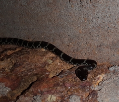 Lycodon travancoricus