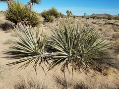 Yucca baccata baccata