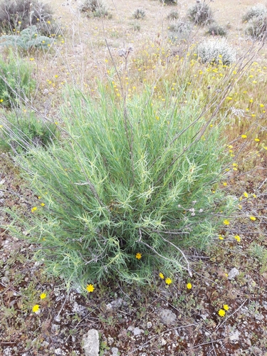 Gypsophila struthium (Gypsophila struthium)