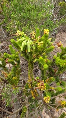 Erica brachialis