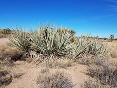 Yucca baccata baccata