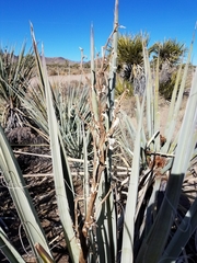 Yucca baccata baccata
