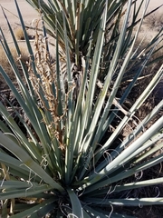 Yucca baccata baccata