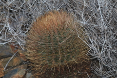 Ferocactus chrysacanthus