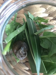 Zachrysia provisoria