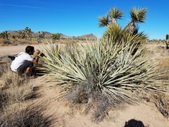 Yucca baccata baccata