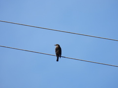 Turdus grayi