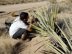 Yucca baccata baccata