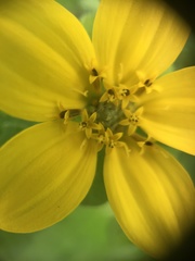 Chrysogonum