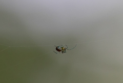 Araneae