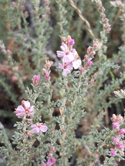 Frankenia thymifolia