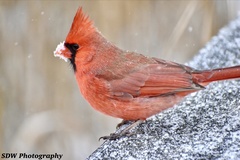 Cardinalis cardinalis
