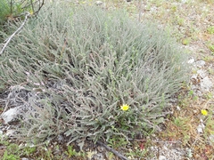 Frankenia thymifolia