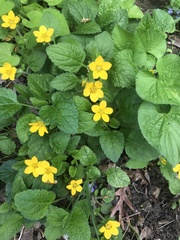 Chrysogonum