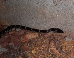 Lycodon travancoricus