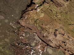 Gehyra mutilata