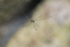 Araneae