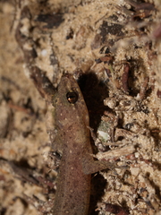 Gehyra mutilata