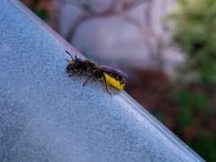 Chelostoma florisomne