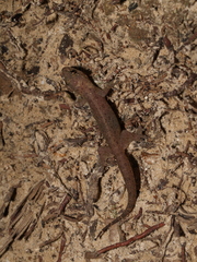 Gehyra mutilata