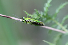 Rhogogaster viridis