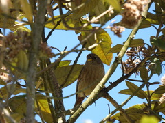 Catamenia analis