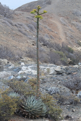 Agave sebastiana