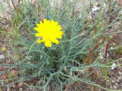 Launaea fragilis