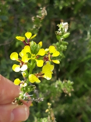 Vella pseudocytisus