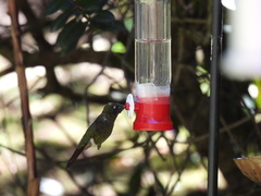 Eriocnemis cupreoventris