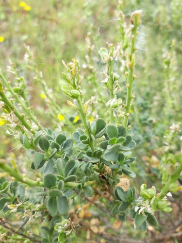 Vella pseudocytisus, photograph 2