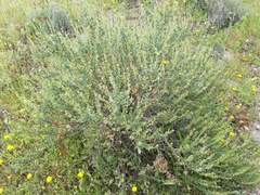 Vella pseudocytisus