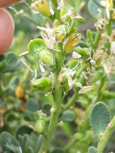 Vella pseudocytisus, photograph 3